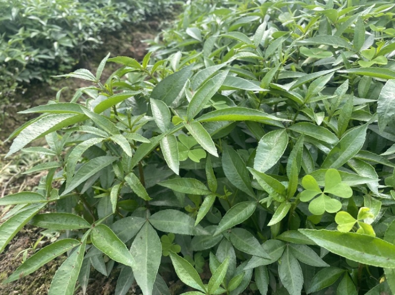 大量出售正宗藤椒小苗