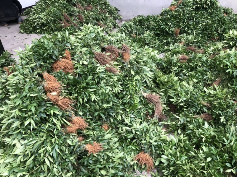 大量出售正宗藤椒小苗
