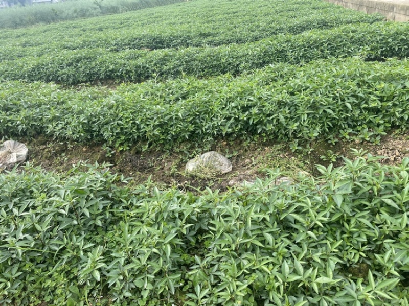 大量出售正宗藤椒小苗