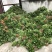 大量出售正宗藤椒小苗