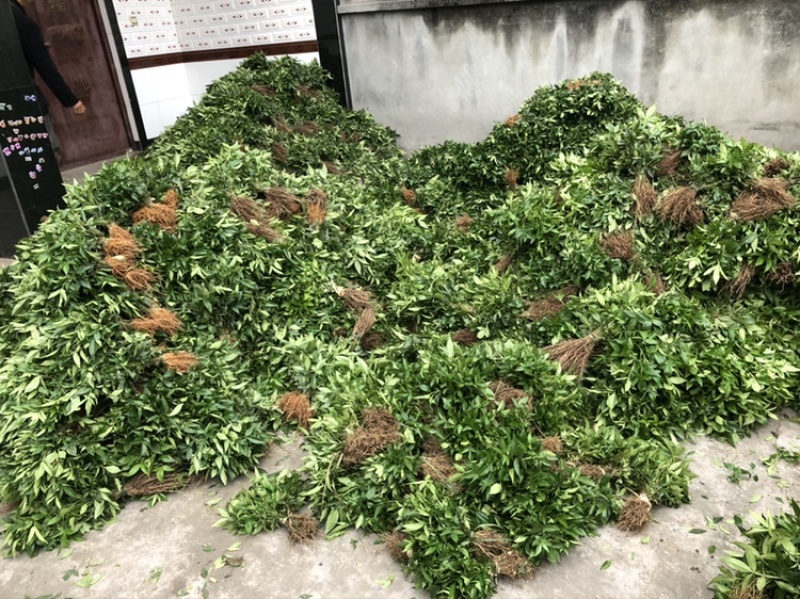 大量出售正宗藤椒小苗