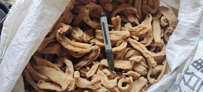 包邮秦岭林下纯野乌红天麻药效浓色靓货干老店【代磨粉切片】