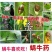 软体虫药隆特6%四聚乙醛杀蜗牛药鼻涕虫福寿螺克星杀虫剂