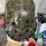 外塘冷水池精品黑花黄花青花公甲鱼老鳖团鱼鱼靓品质高包活