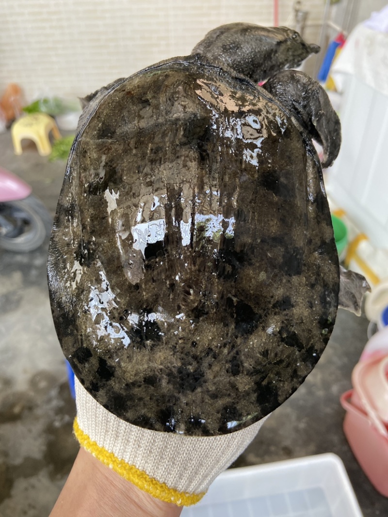 外塘冷水池精品黑花黄花青花公甲鱼老鳖团鱼鱼靓品质高包活