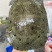 外塘冷水池精品黑花黄花青花公甲鱼老鳖团鱼鱼靓品质高包活