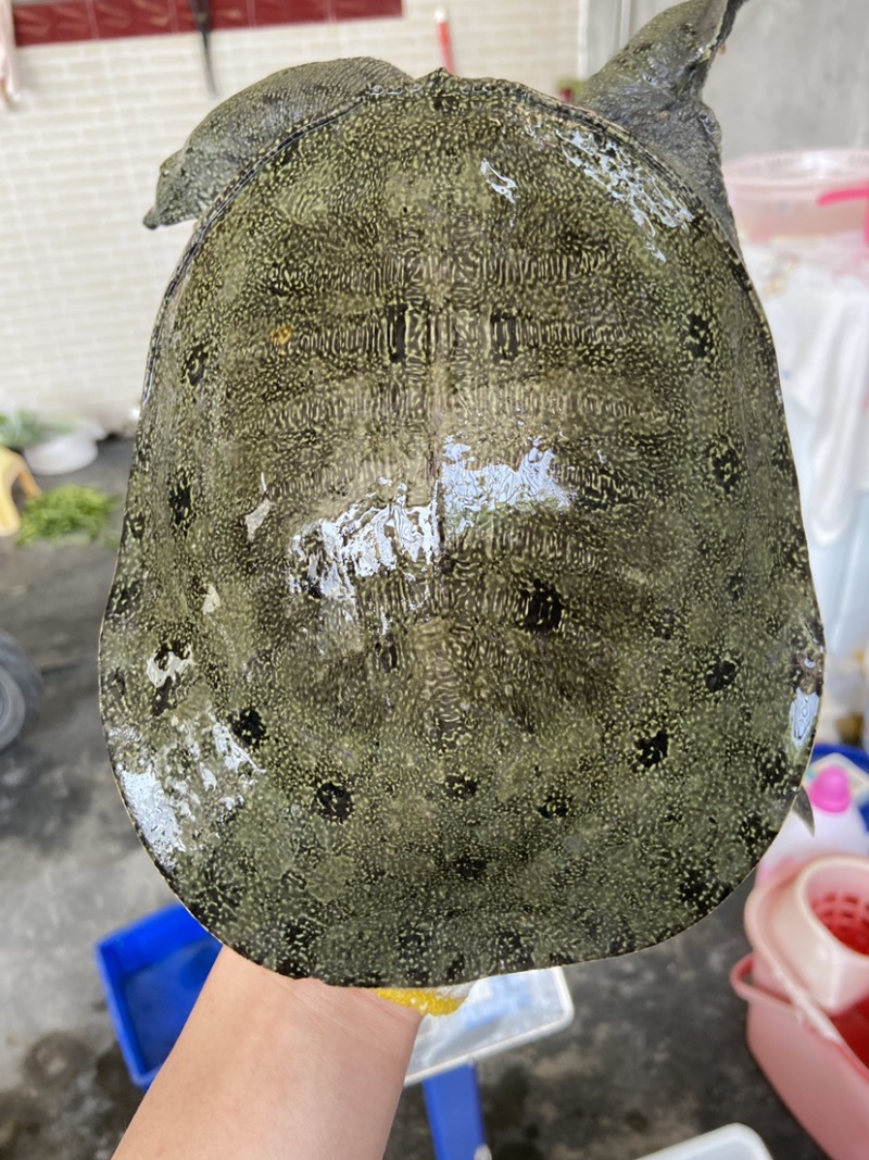 外塘冷水池精品黑花黄花青花公甲鱼老鳖团鱼鱼靓品质高包活