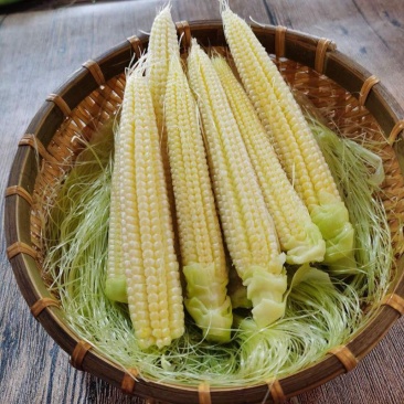 新鲜甜玉米笋小玉米芯仔新鲜蔬菜现摘迷你玉米笋水果玉米包邮