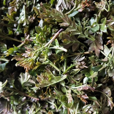 特菜批发零售‘