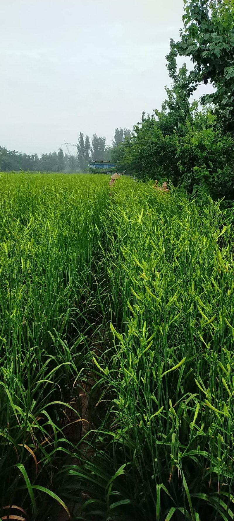 特菜批发零售‘