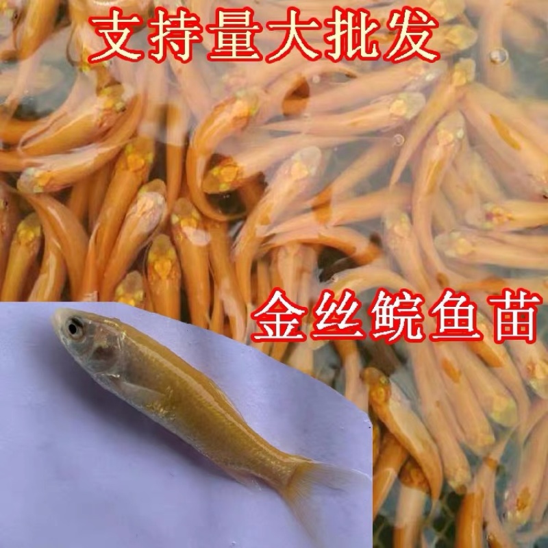 金丝草鱼苗金丝鲩鱼苗抗病毒活体鱼苗大量供应