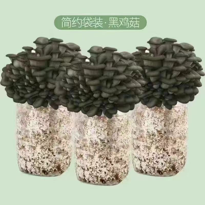 菌包蘑菇菌子棒菌棒菌包批发自己种享受乐趣
