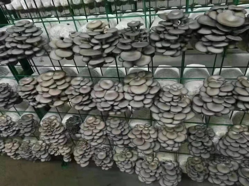 菌包蘑菇菌子棒菌棒菌包批发自己种享受乐趣