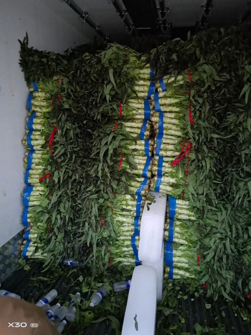 莴笋精品莴笋红叶莴笋产地直销一手货源大量现货