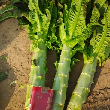 莴笋精品莴笋红叶莴笋产地直销一手货源大量现货
