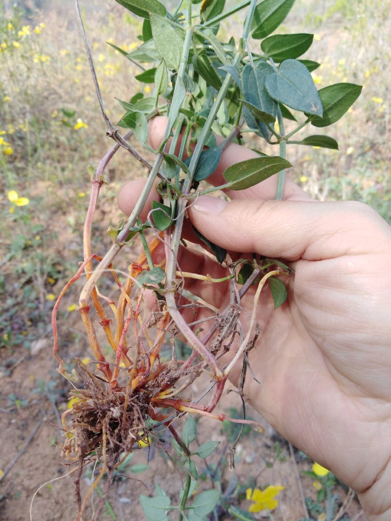 茜草藤