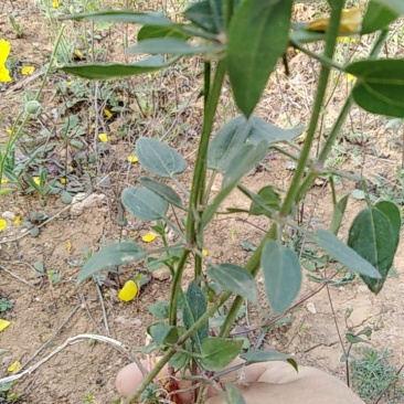 茜草藤