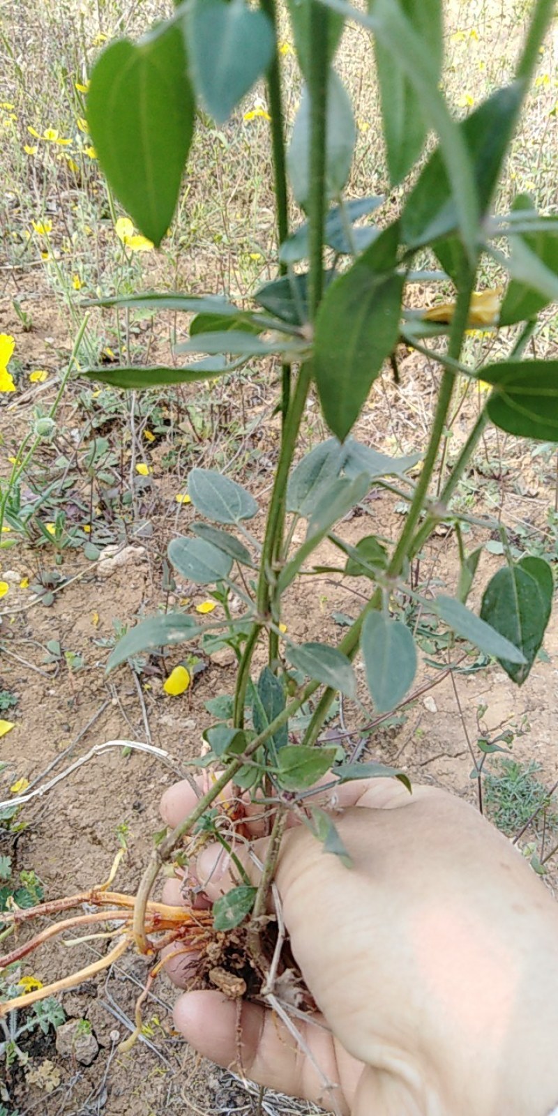 茜草藤