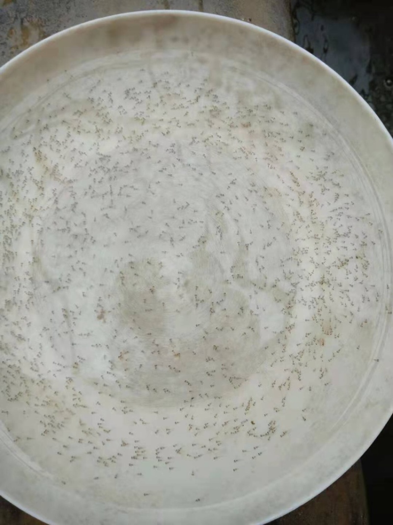 草鱼水花花白鲢水花各种淡水鱼苗水花可全国发货