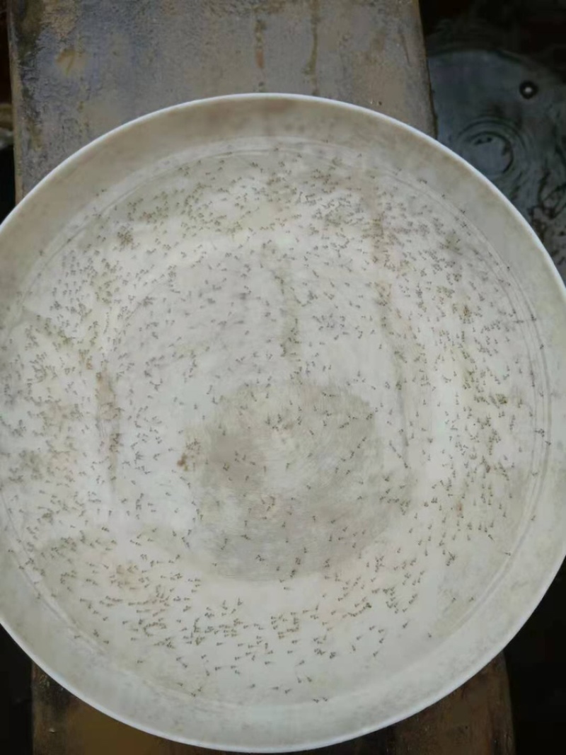 草鱼水花花白鲢水花各种淡水鱼苗水花可全国发货