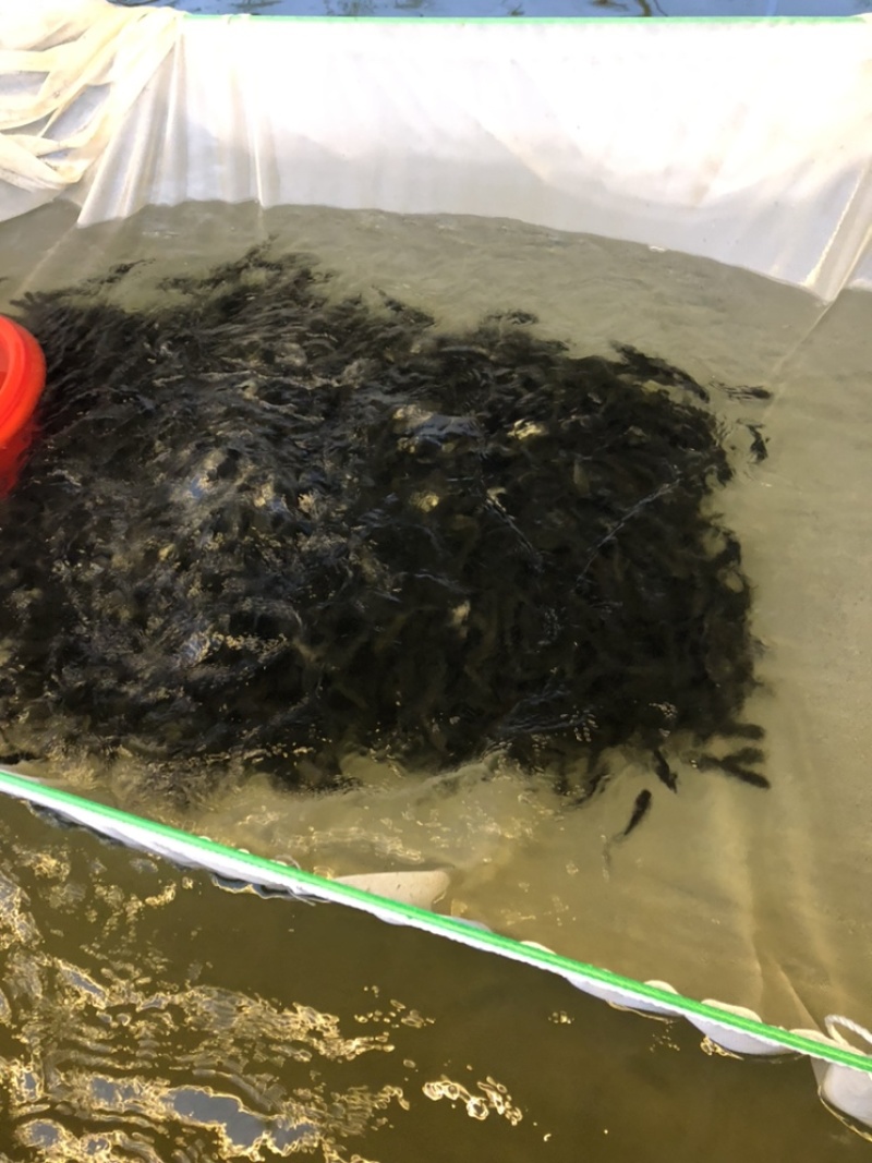 草鱼水花花白鲢水花各种淡水鱼苗水花可全国发货