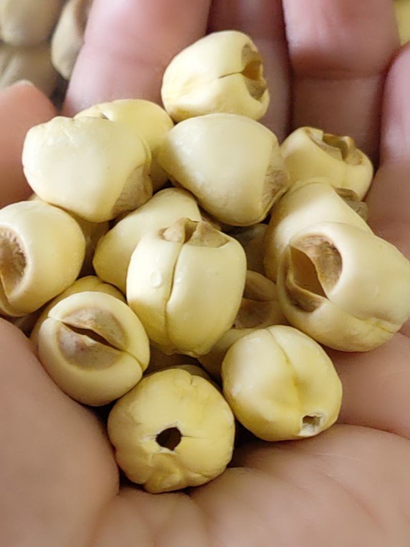 江西广昌有芯莲子特级去芯产农家手工无硫莲子产地干货批发