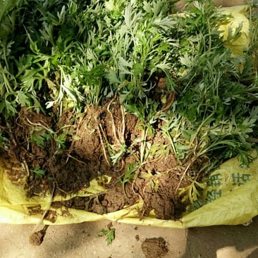 野生艾苗