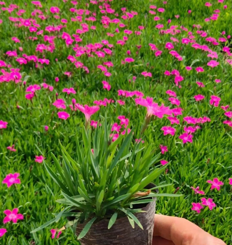 山东供应欧石竹-欧石竹种植户-欧石竹价格优