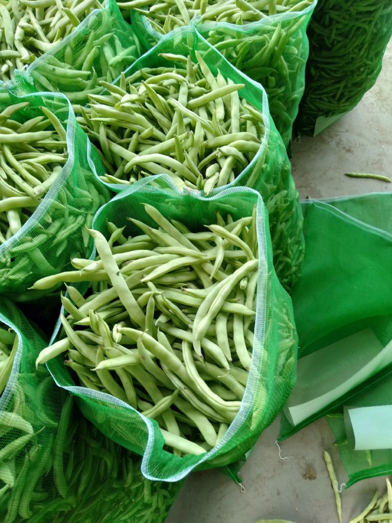 菏泽市成武县芸豆基地