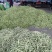 菏泽市成武县芸豆基地
