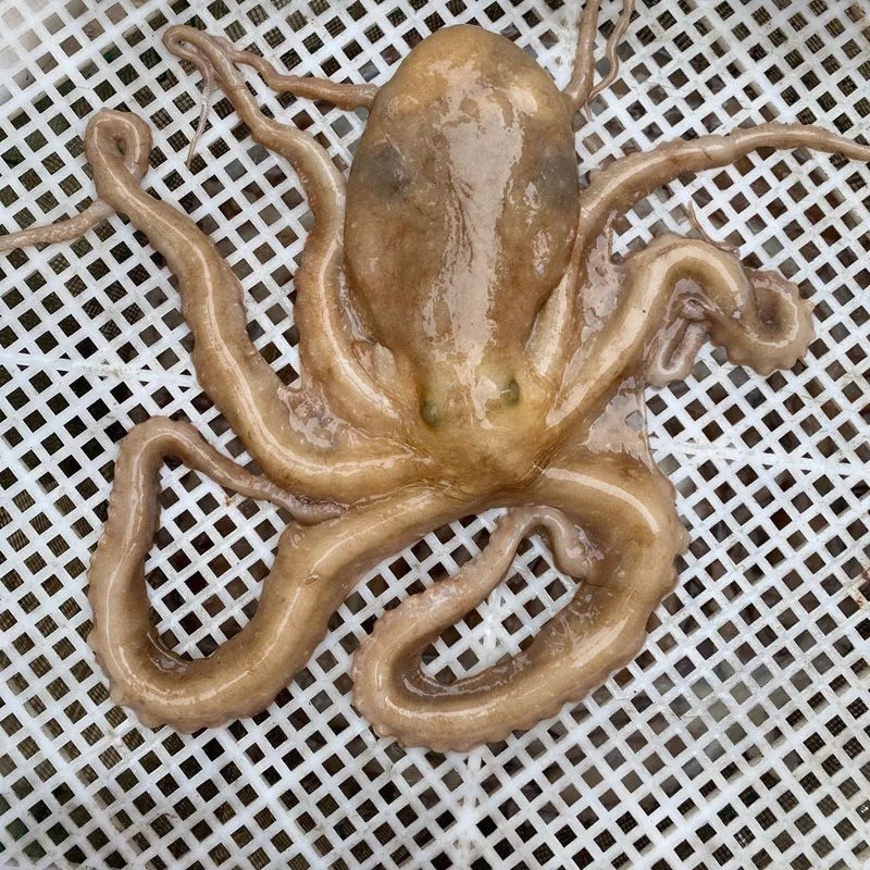 （无冰）速冻长腿八爪鱼网红大爆头大米有黄有墨章鱼海鲜水产