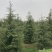 雪松大量清售1-6米批发更划算需要联系