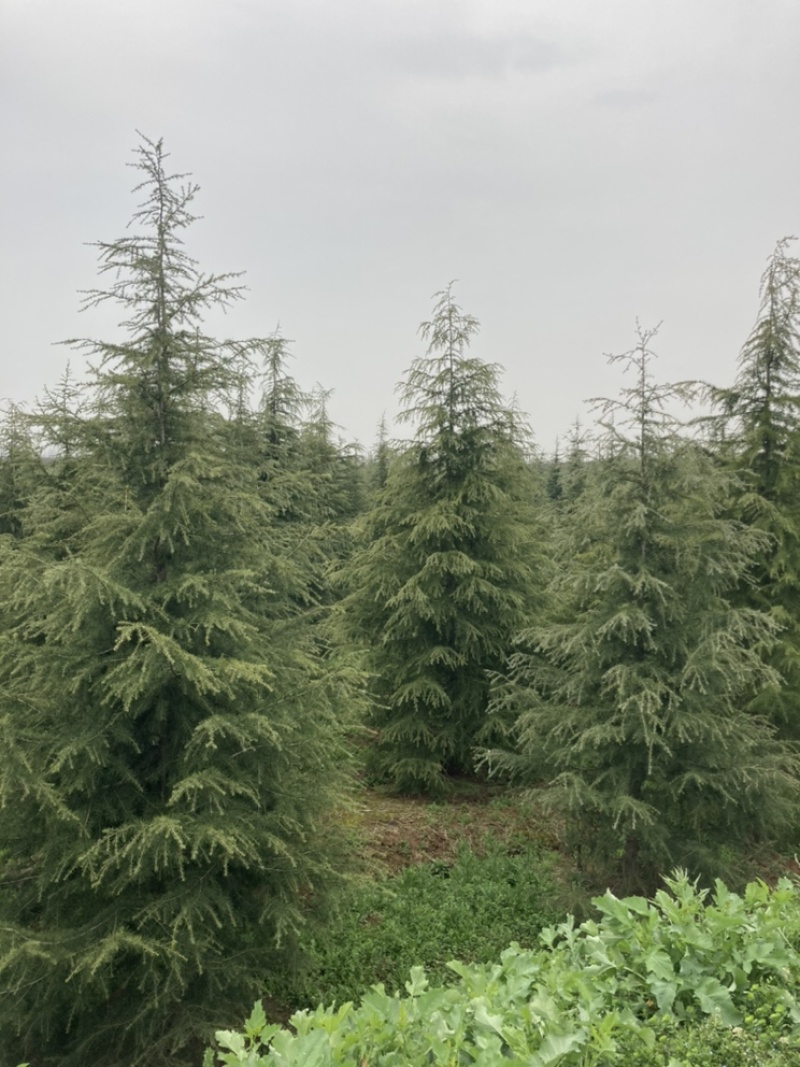 雪松大量清售1-6米批发更划算需要联系