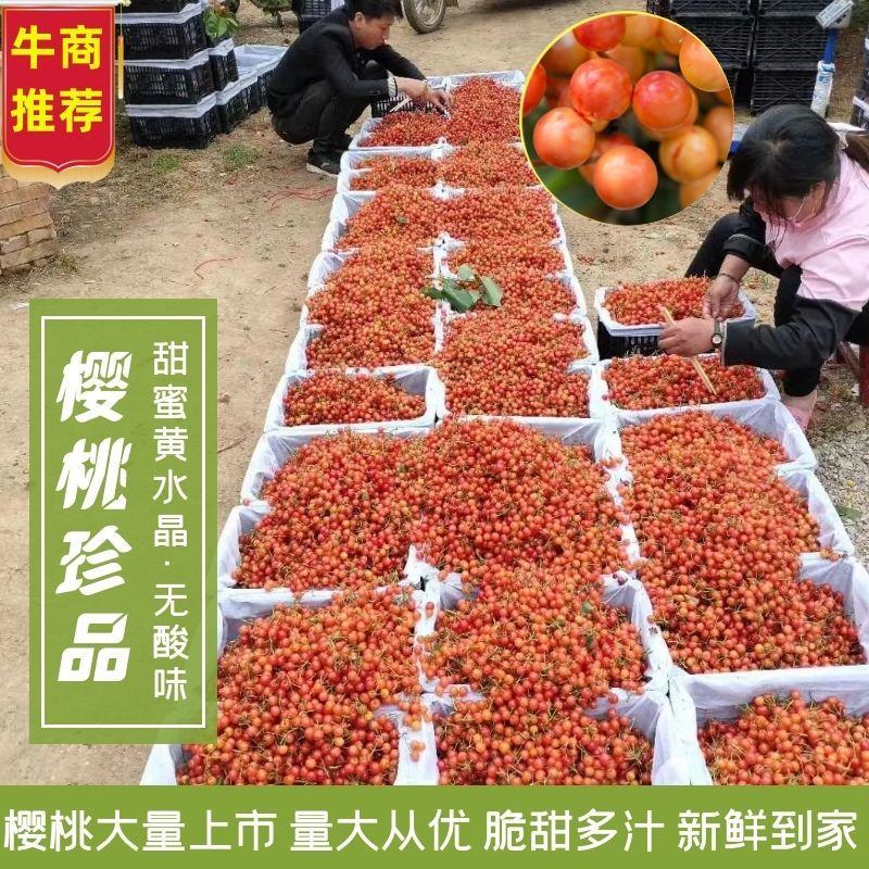 小樱桃南阳樱桃即将大量上市，欢迎新老客户下单