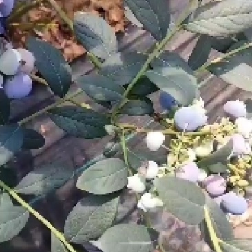 新鲜蓝莓！品种多！个头大！口感甜！现采现发！保证新鲜