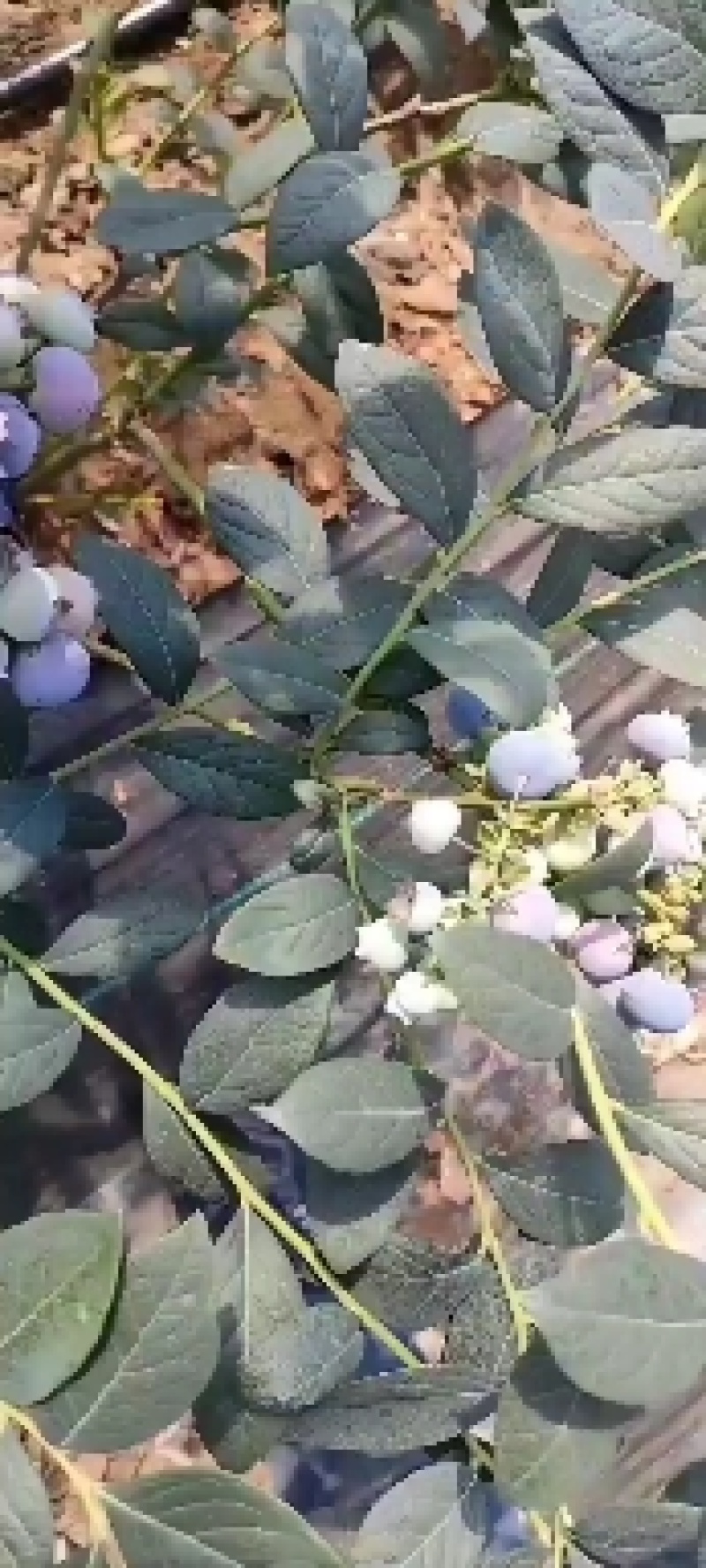 新鲜蓝莓！品种多！个头大！口感甜！现采现发！保证新鲜