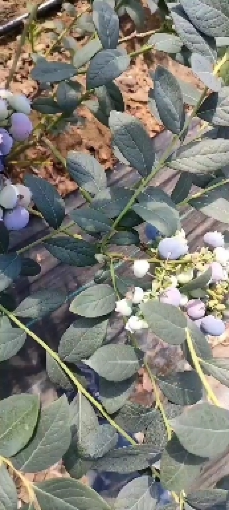 新鲜蓝莓！品种多！个头大！口感甜！现采现发！保证新鲜