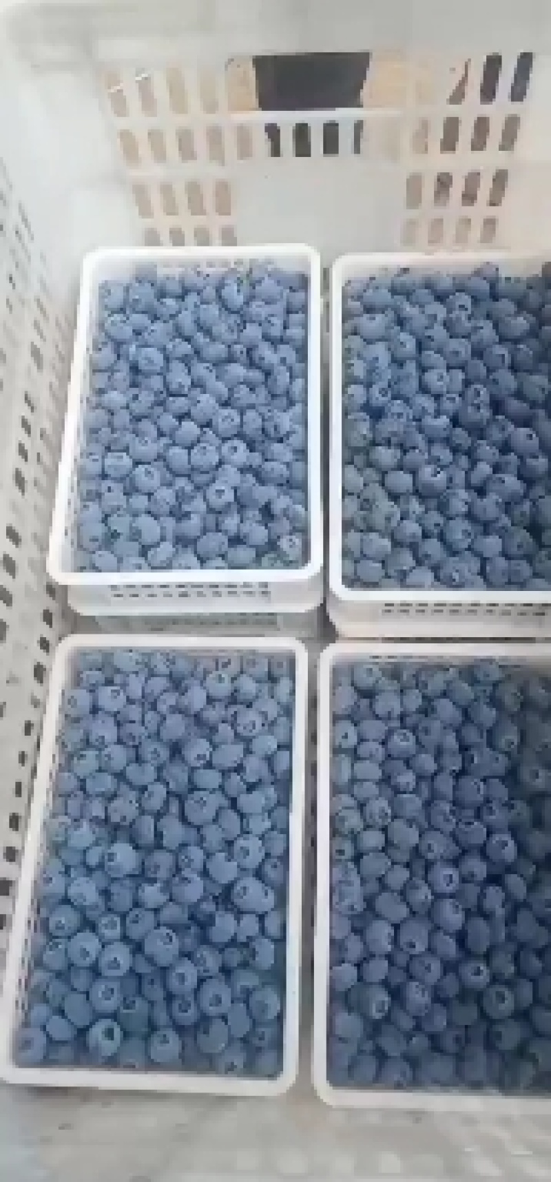 新鲜蓝莓！品种多！个头大！口感甜！现采现发！保证新鲜