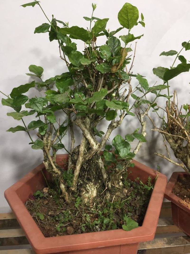 【基地直发】茉莉花盆栽茉莉花苗盆景花卉盆栽绿植茉莉老