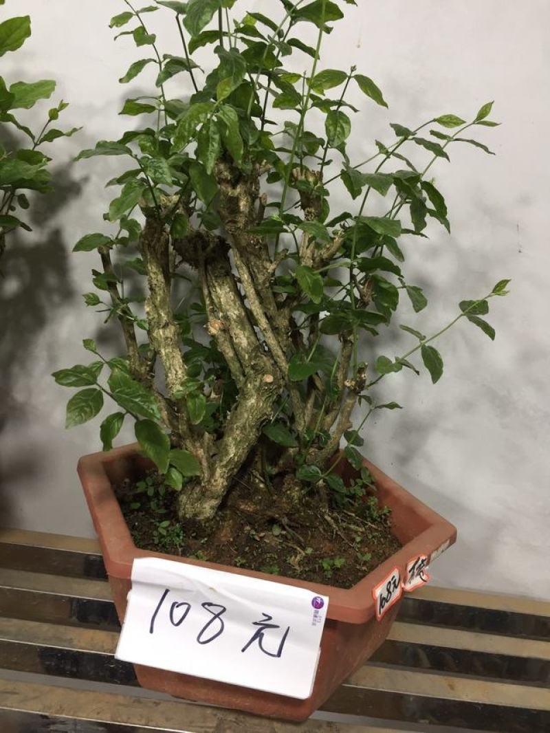 【基地直发】茉莉花盆栽茉莉花苗盆景花卉盆栽绿植茉莉老