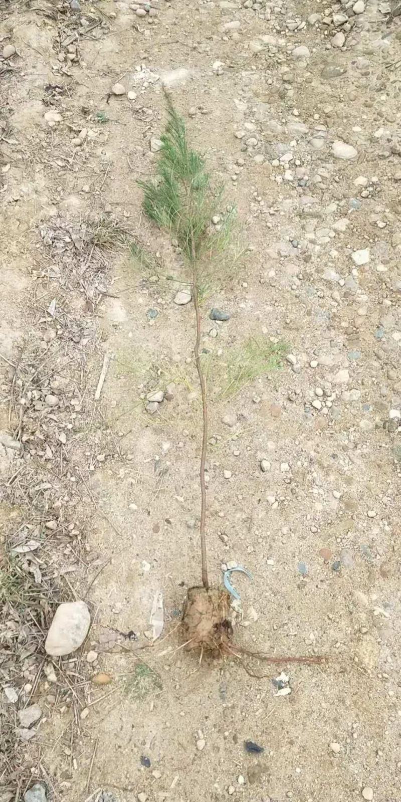 木麻黄小苗防风防火带种苗