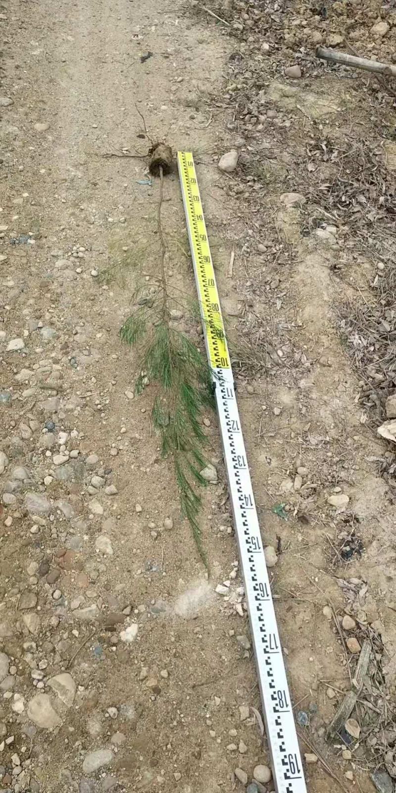 木麻黄小苗防风防火带种苗