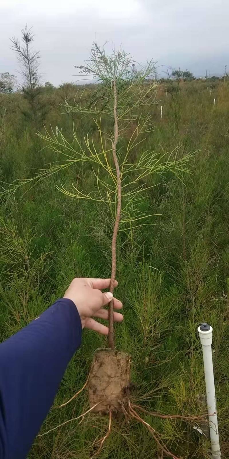 木麻黄小苗防风防火带种苗