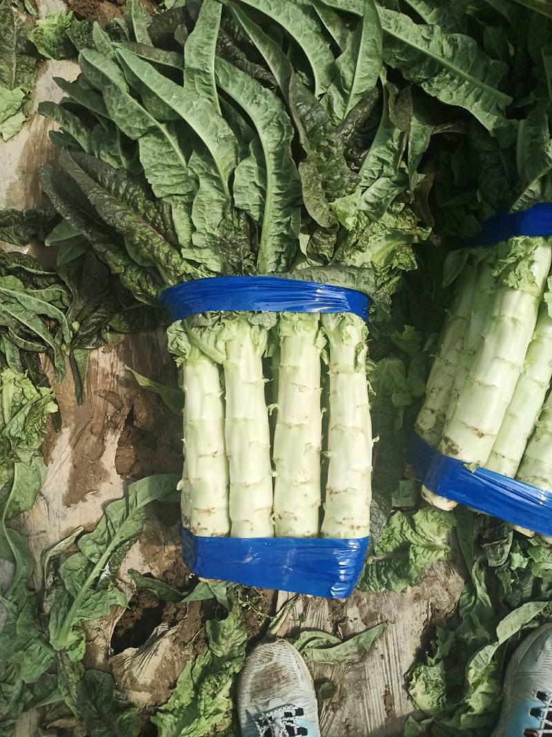 陕西精品红叶香莴苣大量上市，货源充足，可提供视频看货