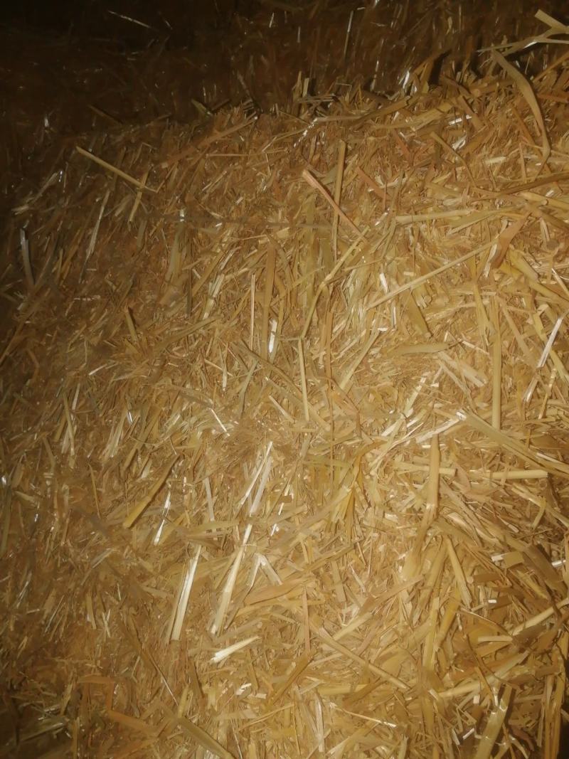 麦秸草饲草当年干草3道绳除尘粉碎二次压包