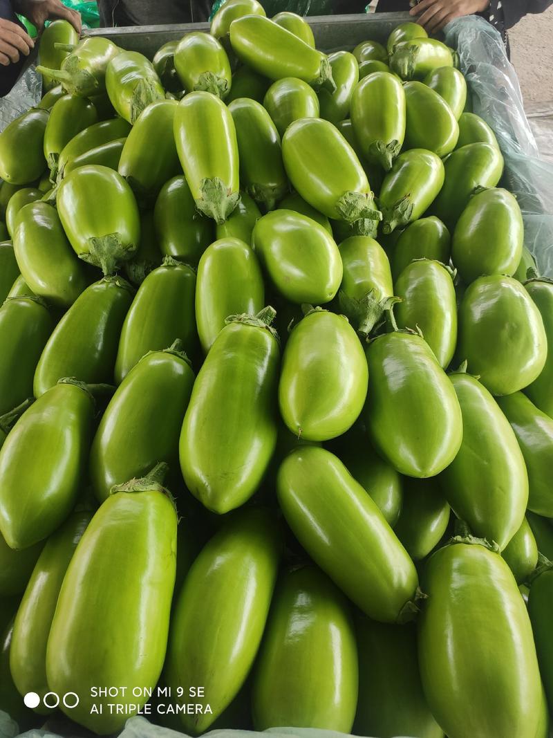 豫北绿茄子青茄大量有货价格美丽质量保证欢迎新老客商联系