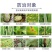 噻菌铜果树蔬菜角斑病白叶枯病穿孔病青枯病溃疡病杀菌剂