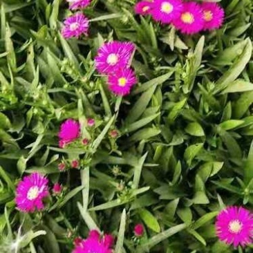 荷兰菊