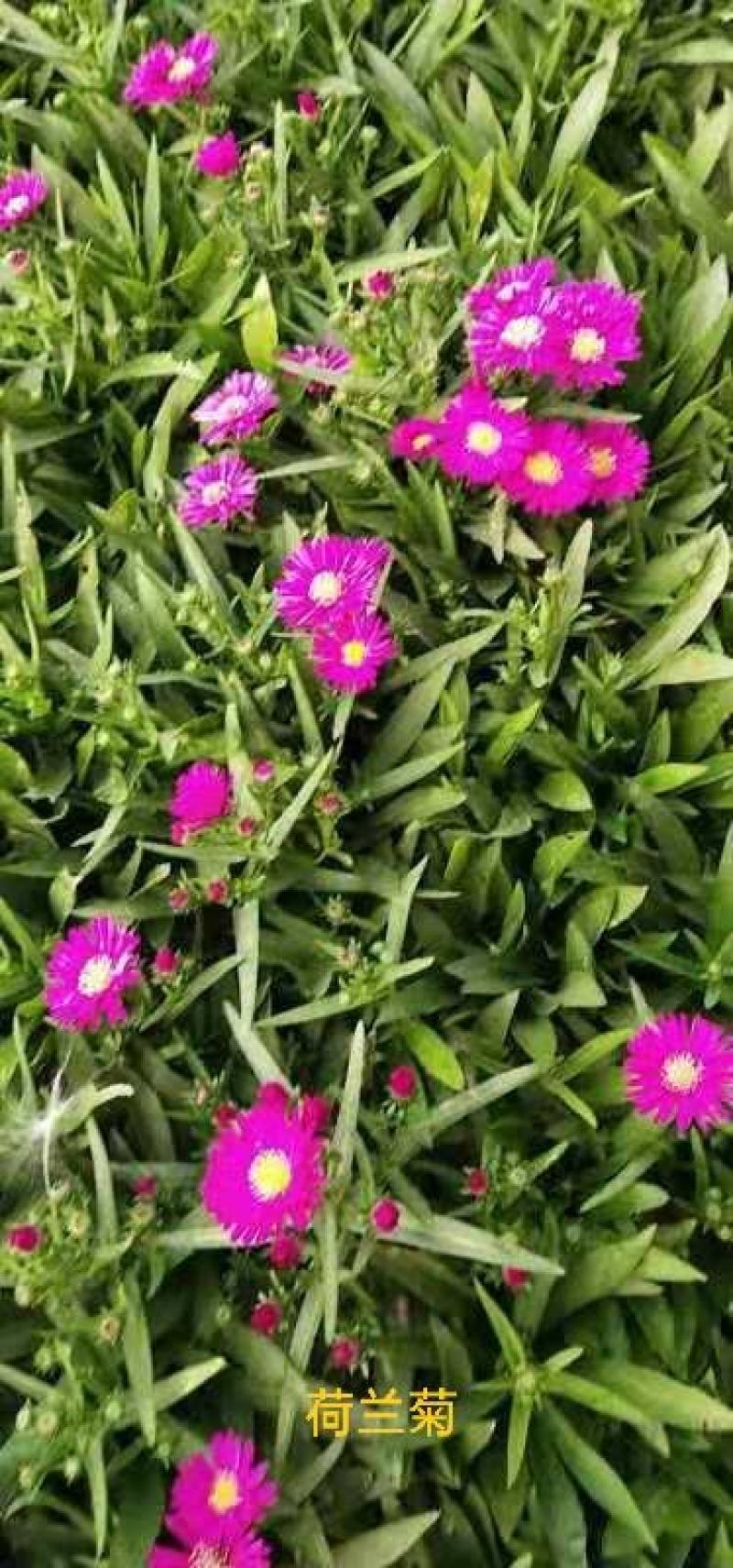 荷兰菊