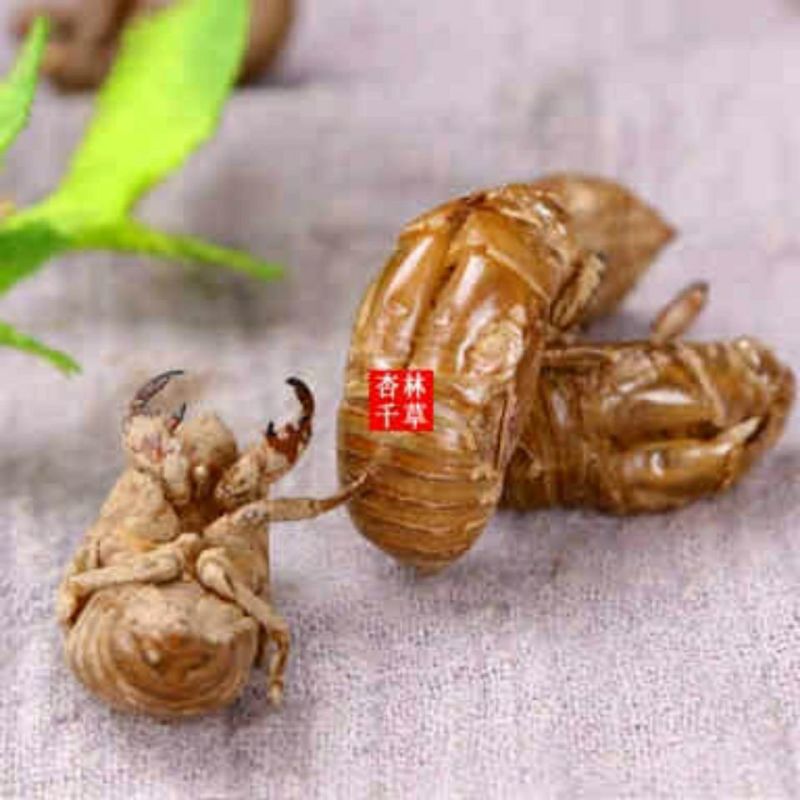 中药材蝉蜕蝉衣蝉壳虫蜕虫退爬了猴壳知了皮包